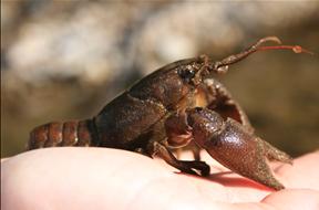 Protecting White Clawed Crayfish